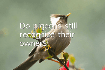 Do pigeons still recognize their owners?
