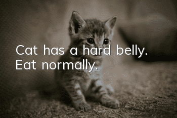 Cat has a hard belly. Eat normally.