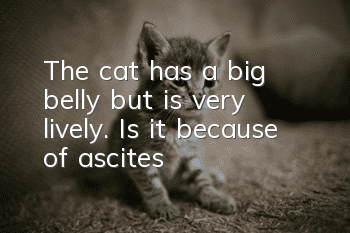 The cat has a big belly but is very lively. Is it because of ascites?