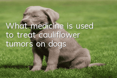What medicine is used to treat cauliflower tumors on dogs?