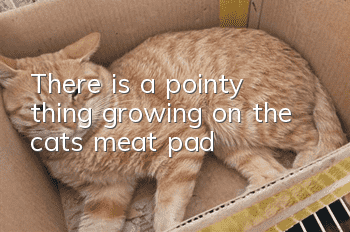 There is a pointy thing growing on the cat’s meat pad