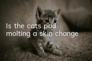 Is the cat's pad molting a skin change?
