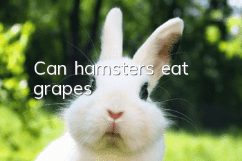 Can hamsters eat grapes?