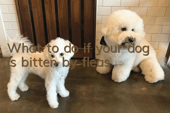 What to do if your dog is bitten by fleas