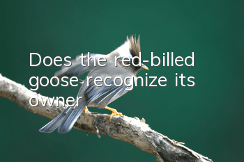 Does the red-billed goose recognize its owner?