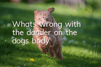What's wrong with the dander on the dog's body?