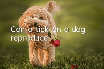 Can a tick on a dog reproduce?