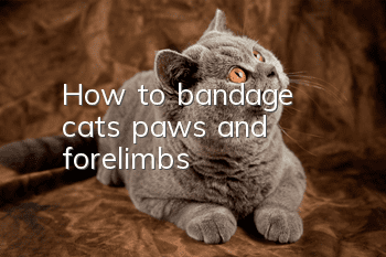 How to bandage cat's paws and forelimbs?