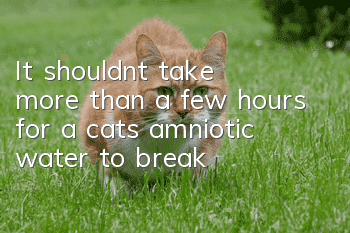 It shouldn’t take more than a few hours for a cat’s amniotic water to break