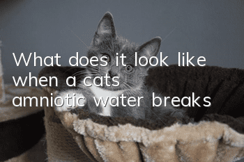 What does it look like when a cat’s amniotic water breaks?