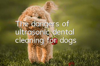 The dangers of ultrasonic dental cleaning for dogs