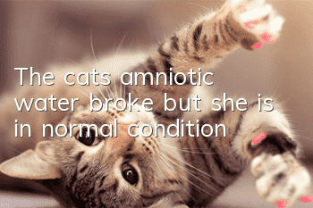 The cat’s amniotic water broke but she is in normal condition