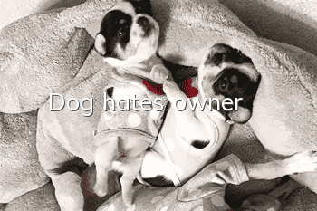 Dog hates owner