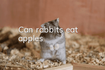 Can rabbits eat apples?