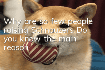 Why are so few people raising Schnauzers? Do you know the main reason?