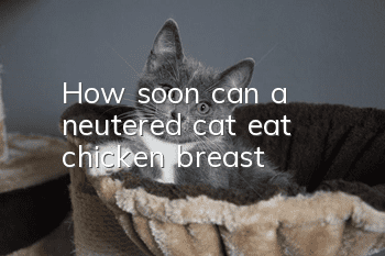 How soon can a neutered cat eat chicken breast?