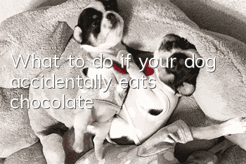 What to do if your dog accidentally eats chocolate