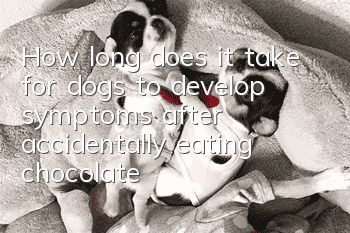 How long does it take for dogs to develop symptoms after accidentally eating chocolate?