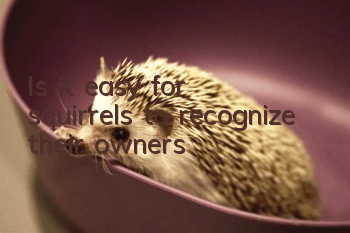 Is it easy for squirrels to recognize their owners?