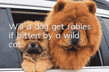 Will a dog get rabies if bitten by a wild cat?