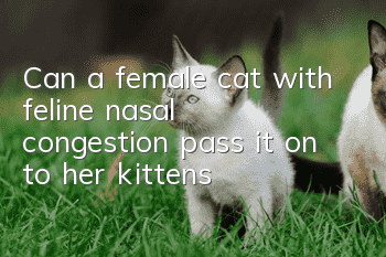Can a female cat with feline nasal congestion pass it on to her kittens?