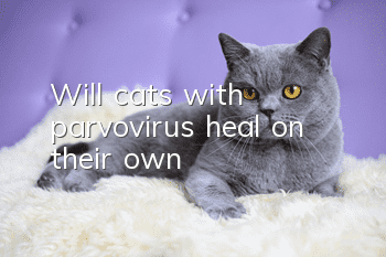 Will cats with parvovirus heal on their own?