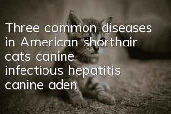 Three common diseases in American shorthair cats: canine infectious hepatitis, canine adenovirus type II infection, and coronavirus