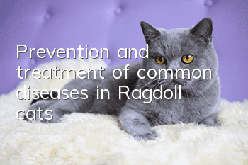 Prevention and treatment of common diseases in Ragdoll cats