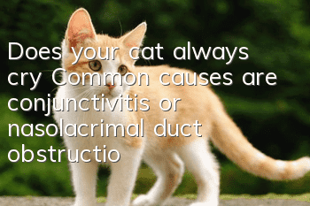 Does your cat always cry? Common causes are conjunctivitis or nasolacrimal duct obstruction