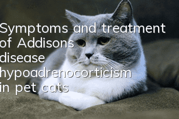 Symptoms and treatment of Addison's disease (hypoadrenocorticism) in pet cats