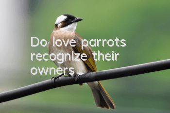 Do love parrots recognize their owners?