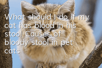 What should I do if my cat has blood in his stool? Causes of bloody stool in pet cats