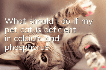 What should I do if my pet cat is deficient in calcium and phosphorus?