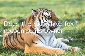 Does the big white fox recognize its owner?