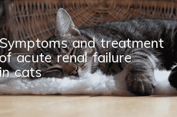 Symptoms and treatment of acute renal failure in cats