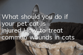 What should you do if your pet cat is injured? How to treat common wounds in cats