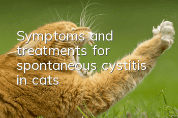 Symptoms and treatments for spontaneous cystitis in cats