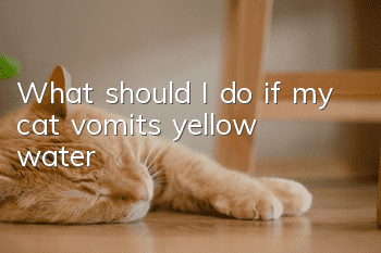 What should I do if my cat vomits yellow water?