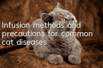 Infusion methods and precautions for common cat diseases