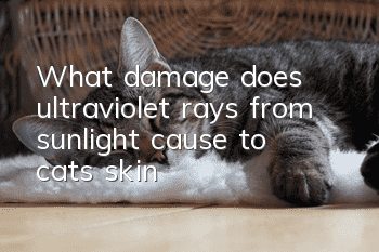 What damage does ultraviolet rays from sunlight cause to cats’ skin?