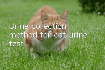 Urine collection method for cat urine test