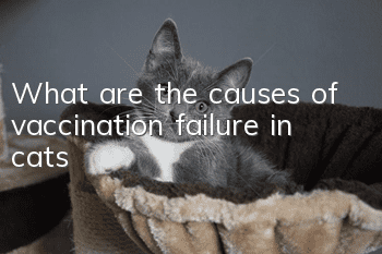 What are the causes of vaccination failure in cats?