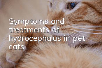 Symptoms and treatments of hydrocephalus in pet cats