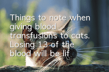 Things to note when giving blood transfusions to cats. Losing 1/3 of the blood will be life-threatening.