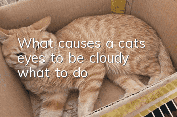 What causes a cat’s eyes to be cloudy? what to do?