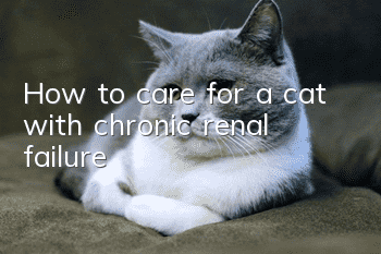 How to care for a cat with chronic renal failure?