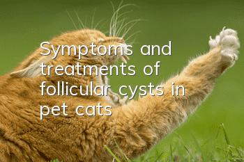 Symptoms and treatments of follicular cysts in pet cats