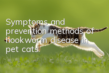 Symptoms and prevention methods of hookworm disease in pet cats