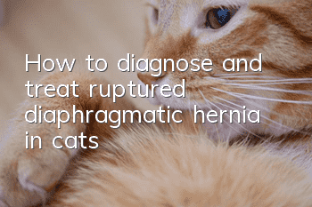 How to diagnose and treat ruptured diaphragmatic hernia in cats?