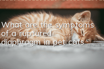 What are the symptoms of a ruptured diaphragm in pet cats?